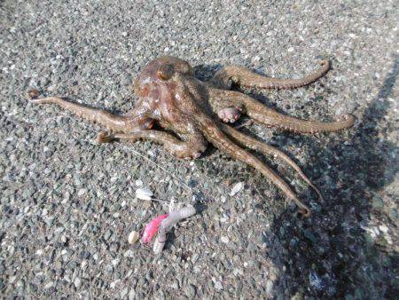 久しぶりのキロアップ